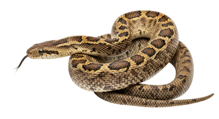Isolated Snake