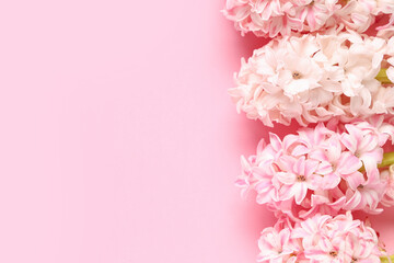 Many beautiful hyacinth flowers on purple background