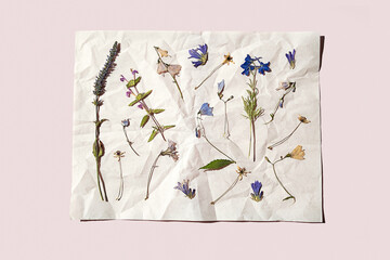 Assortment of dried herbarium flowers and plants on crumpled white paper.