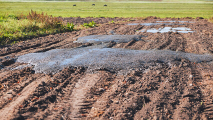 Cow manure in the field. Natural fertilizer.
