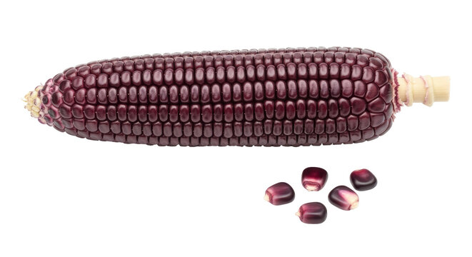 Isolated Purple Corn with Seeds