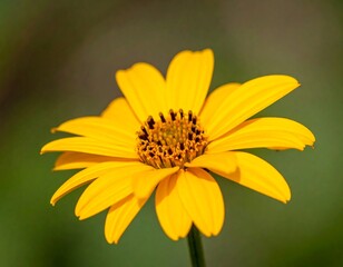 Vibrant Yellow Daisy-like Flower with Detailed Dark Center in Soft Green Bokeh.