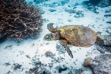 Portrait of a young Hawksbill Sea Turtle (Eretmochelys imbricata) gliding above the reef in the...