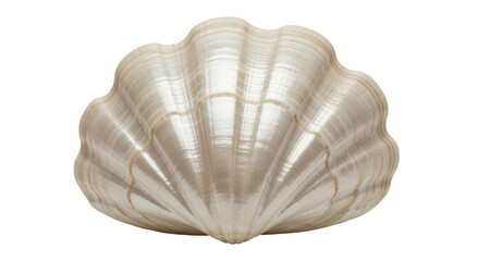 Isolated Seashell