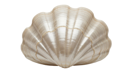 Isolated Seashell