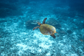 Portrait of a young Hawksbill Sea Turtle (Eretmochelys imbricata) gliding above the reef in the...
