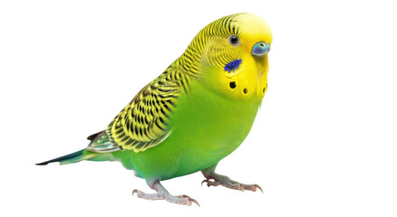 Isolated Budgerigar