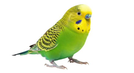 Isolated Budgerigar