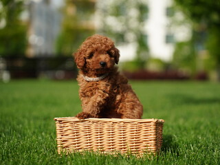 Red Toy Poodle Puppy Sitting on Green Grass. Fluffy, cute dog Looks at the Camera. Domestic pets