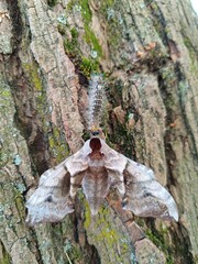 Ćma spotka gąsienicę