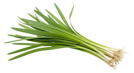 Fototapeta premium Isolated Bunch of Fresh Garlic Shoots