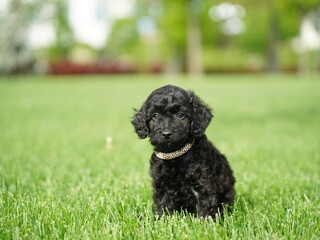 Poodle Puppy Sitting on Green Grass. Fluffy, cute dog Looks at the Camera. Domestic pets
