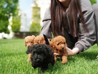 Red Toy Poodle Puppy Sitting on Green Grass. Fluffy, cute dog Looks at the Camera. Domestic pets