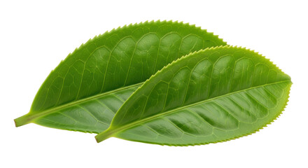 Isolated Tea Leaves
