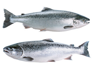 Naklejka premium two uncooked raw salmon fish isolated