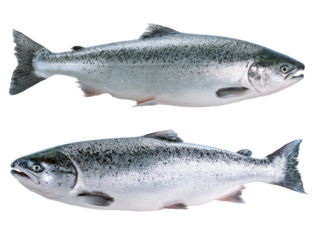 two uncooked raw salmon fish isolated