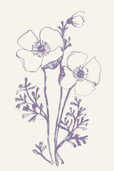 Poppies ink sketch