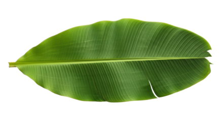 Isolated Banana Leaf