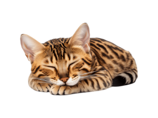 Sleeping cat curled up, fluffy tabby feline resting peacefully