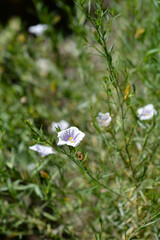 Tall cup-flower - Latin name - Nierembergia frutescens