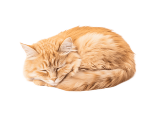 Sleeping cat curled up, fluffy tabby feline resting peacefully