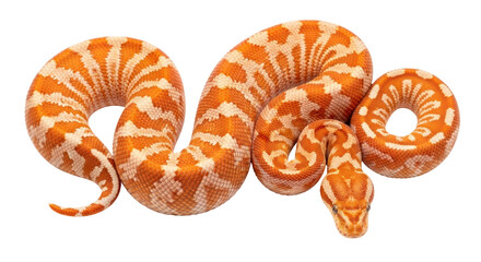 Isolated Albino Ball Python