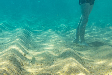 Small fish in clear turquoise water with human legs visible France Corsica 17 June 2025Small fish...
