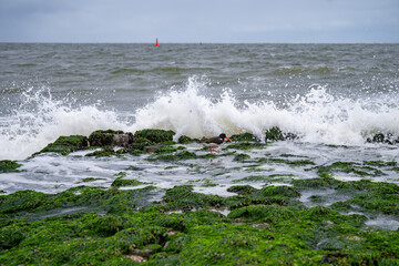 The oystercatcher (Haematopus ostralegus) is a wading bird from the Haematopodidae family. A single bird stands on a green-covered breakwater on North Sea island Norderney in front of a breaking wave.
