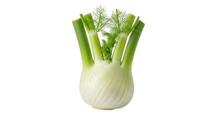 Isolated Fennel Bulb