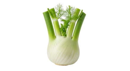 Isolated Fennel Bulb