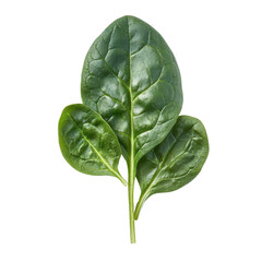 Obraz premium fresh spinach leaves on white background.
