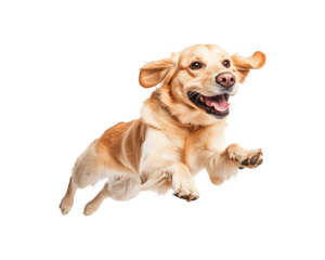A dog is actively playing and running