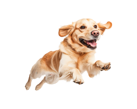 A dog is actively playing and running