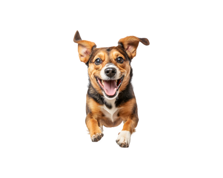 A dog is actively playing and running