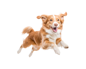 A dog is actively playing and running