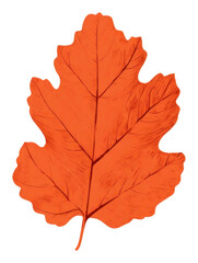 PNG Autumn leaf oak maple plant paper.