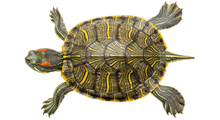 Isolated Red-Eared Slider Turtle
