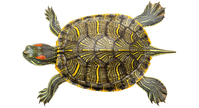 Isolated Red-Eared Slider Turtle