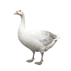 Obraz premium white domestic goose isolated on white or transparent background