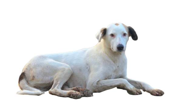 Labrador Retriever Mixed Breed PNG – Friendly Dog Element for Pet, Domestic, and Animal Designs