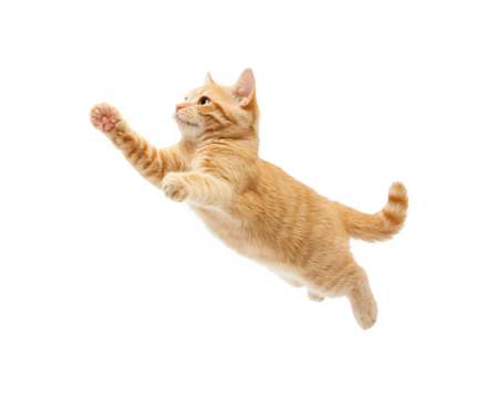 A playful cat running and having fun