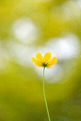 A sweet yellow cosmos flower blossom in a botanical garden with green field background 
