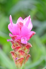 Siam Tulip or Summer Tulip blossom in botanical garden with blurred green nature background 
