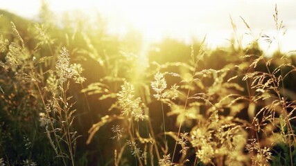 Mountain hiking excerpts frames— women trekking with backpacks at sunrise and sunset | Scenic travel and adventure vibes