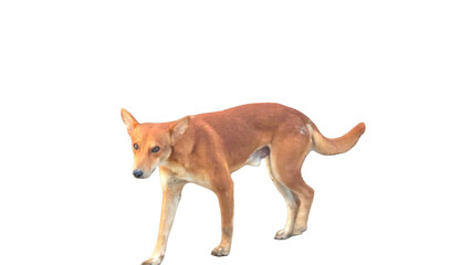New Guinea Singing Dog (Canis hallstromi) PNG – Rare Wild Dog Element for Wildlife, Nature, and Zoological Designs