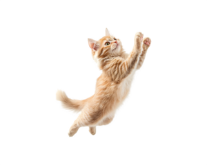A playful cat running and having fun