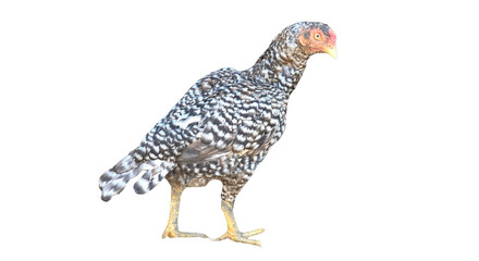 Shamo Chicken (Gallus gallus domesticus) PNG – Large Distinctive Fowl Element for Farming, Poultry, and Cultural Designs