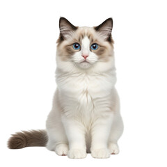 Obraz premium Fluffy ragdoll cat sitting gracefully isolated on transparent background