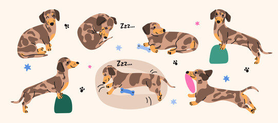 Dachshund flat illustrations set. Cute sausage dog, different poses, emotions and actions. Happy pet, cheerful puppy characters, doxie breed, cartoon flat mascot, adorable playful animal