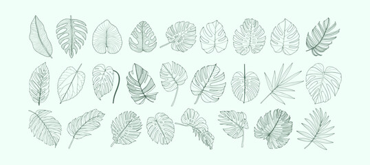 Tropical monstera leaves, palm and banana leaves. Hand drawn sketches or outlines of monstera leaves. © Лилия Агапова